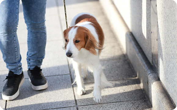 挨拶する相手を飼い主さんが判断し、トラブルを防いであげよう！⚠️